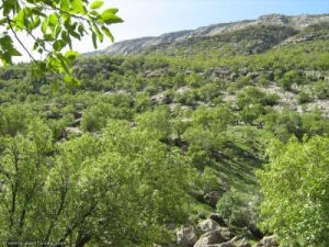 نمونه تحلیل و ارزیابی ریسک و فرصت در سطح استان ایلام بررسی فرصت بارش باران و ریسک آتش سوزی در ایلام. به عنوان مشاور مدیریت ریسک و مدرس آموزش مدیریت ریسک